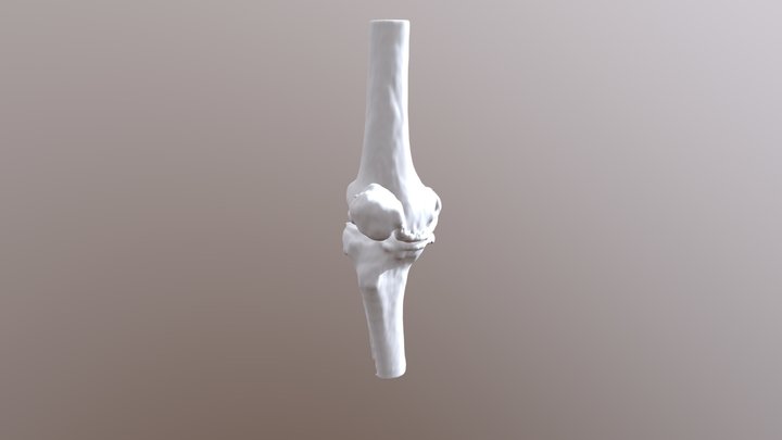 knee bone rt 3D Model