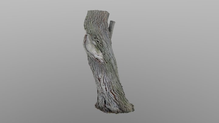 European Tree Trunk 3D Model