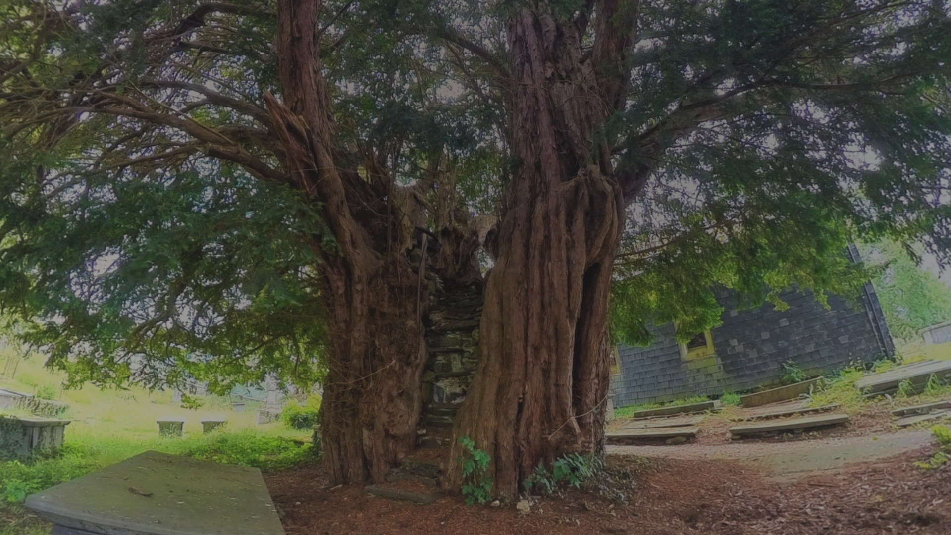 Pulpit Yew - 3D model by fungafloraemma [752d54b] - Sketchfab