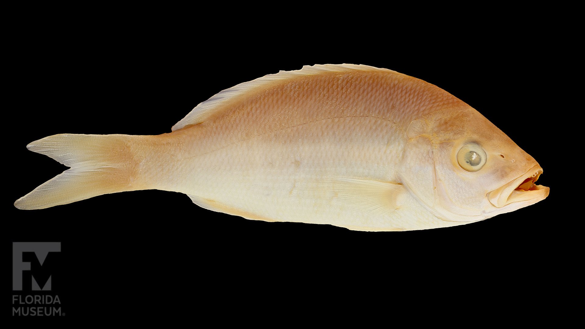 Yellowtail Snapper, Lutjanidae — Sketchfab embed 3D viewer