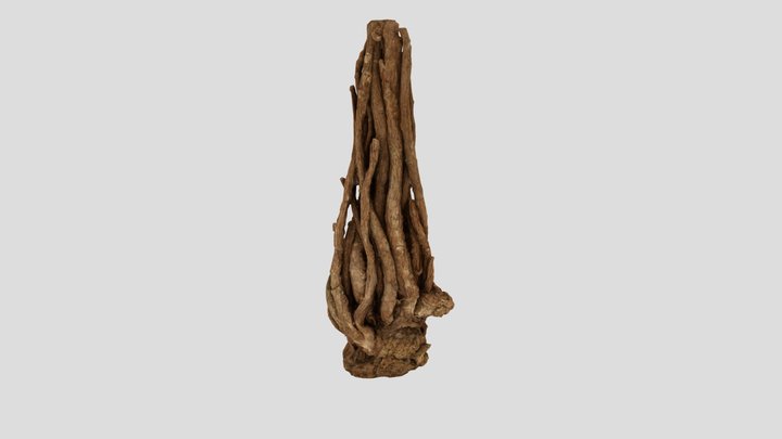 Angelica sinensis 3D Model