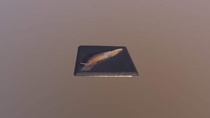 Pulmonata limax albus 3D Model