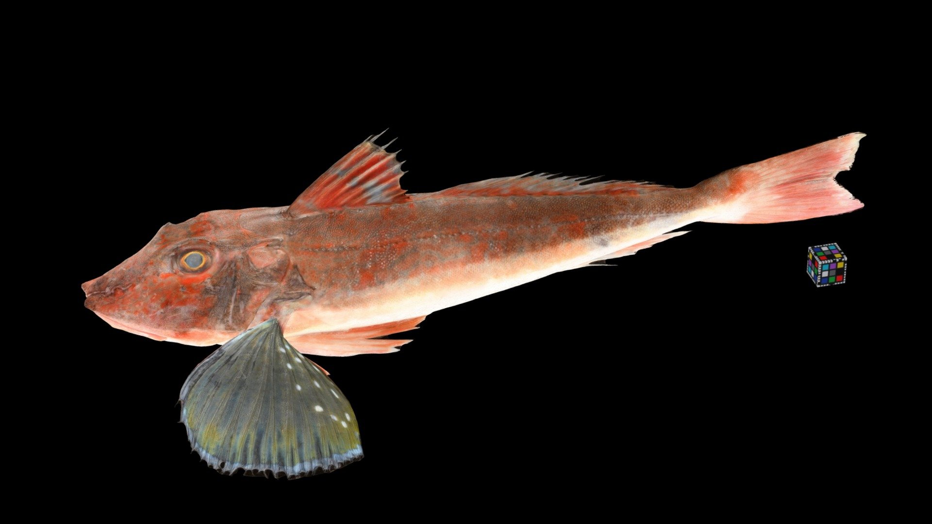 ホウボウ Spiny Red Gurnard, Chelidonichthys spinosus