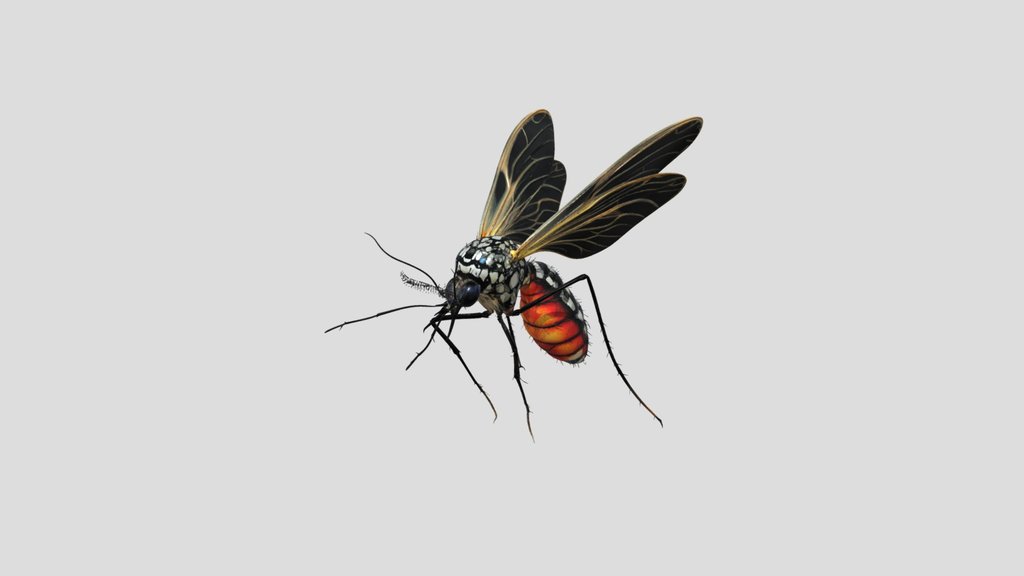 mosquito