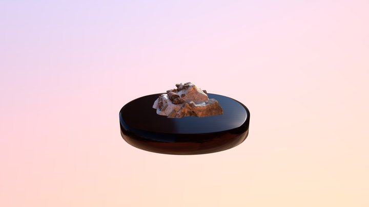 Rugosa Horn Coral 3D Model