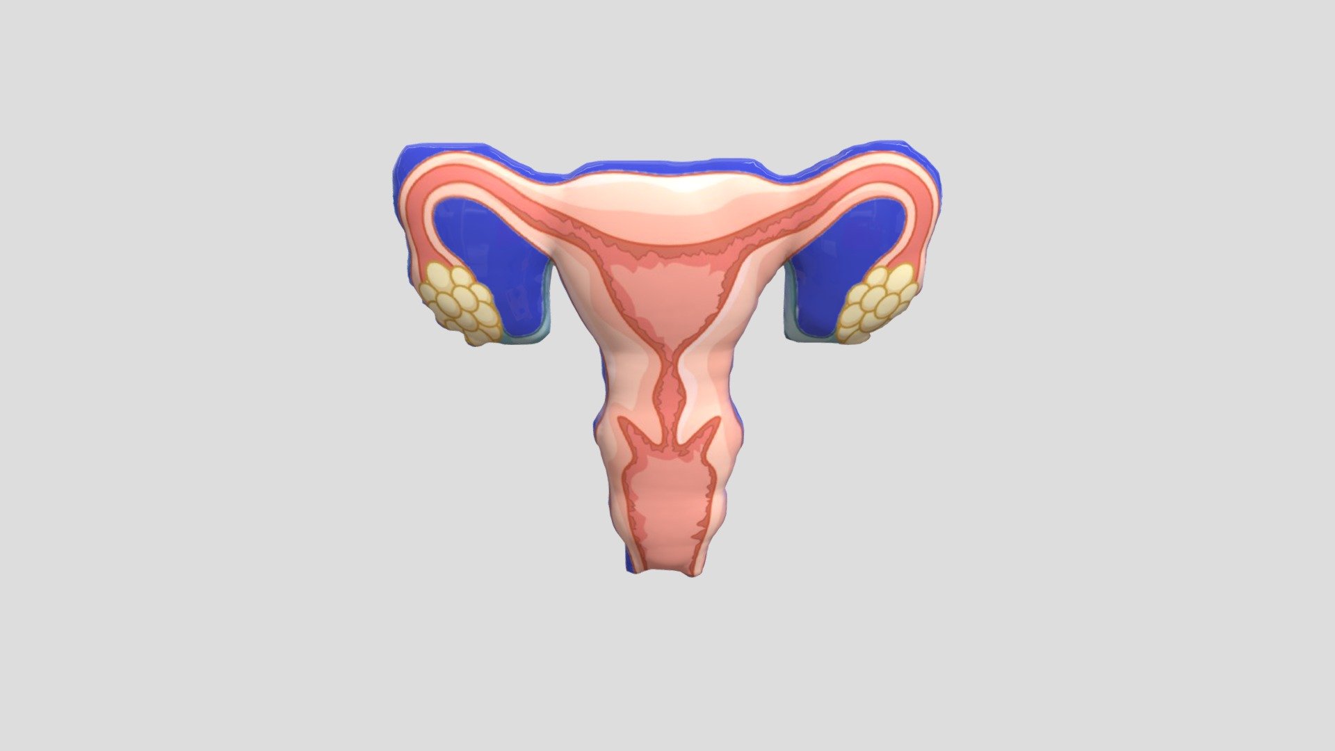 uterus siti