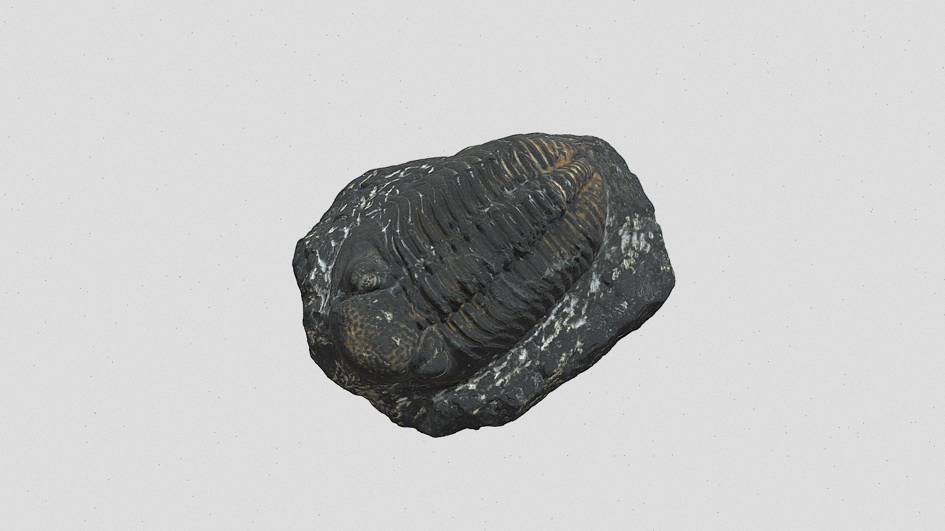 Phacops - Download Free 3D model by Atlante virtuale 3D Geoscienze ...