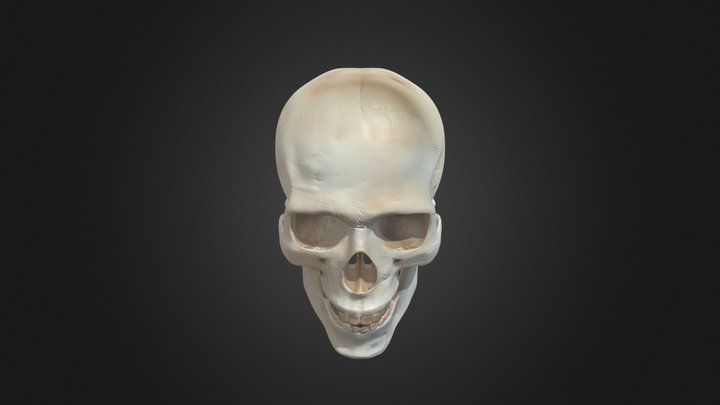 Crânio Humano Realista – Modelo 3D Anatômico 3D Model