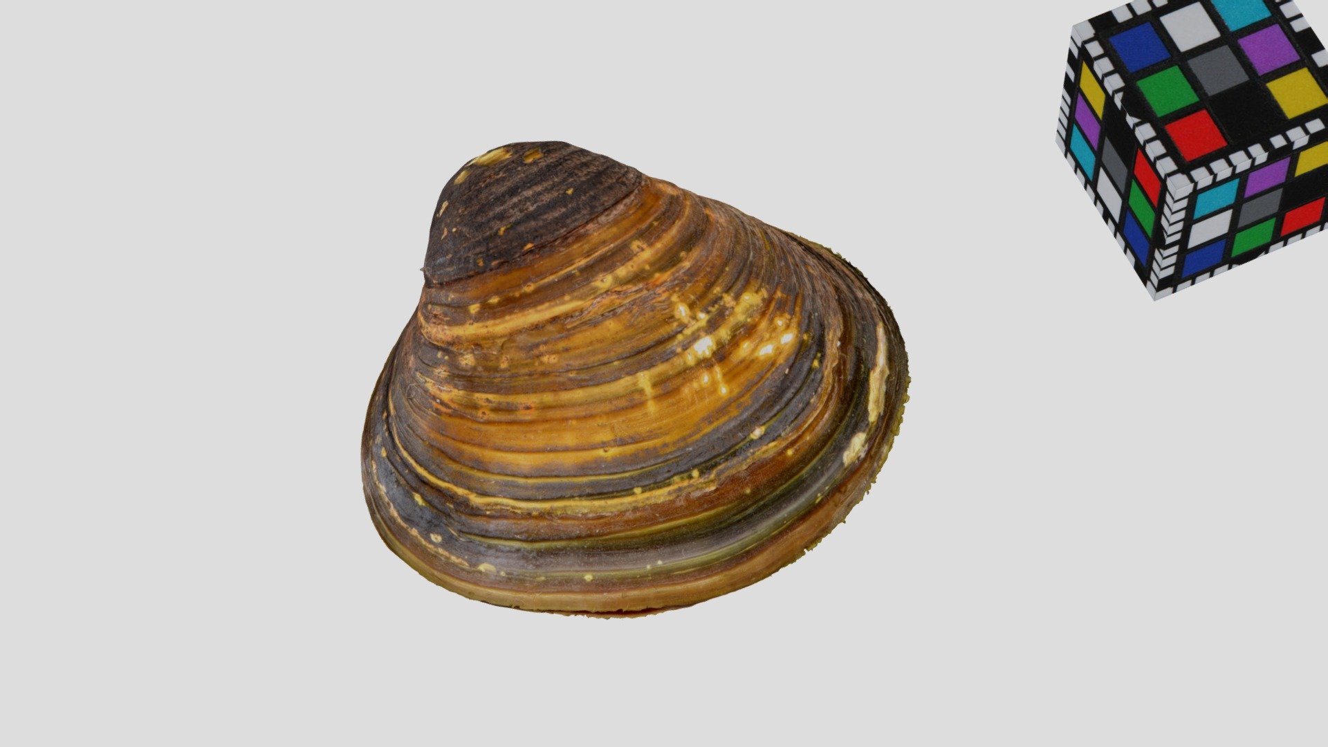 タイワンシジミ freshwater clam, Corbicula fluminea