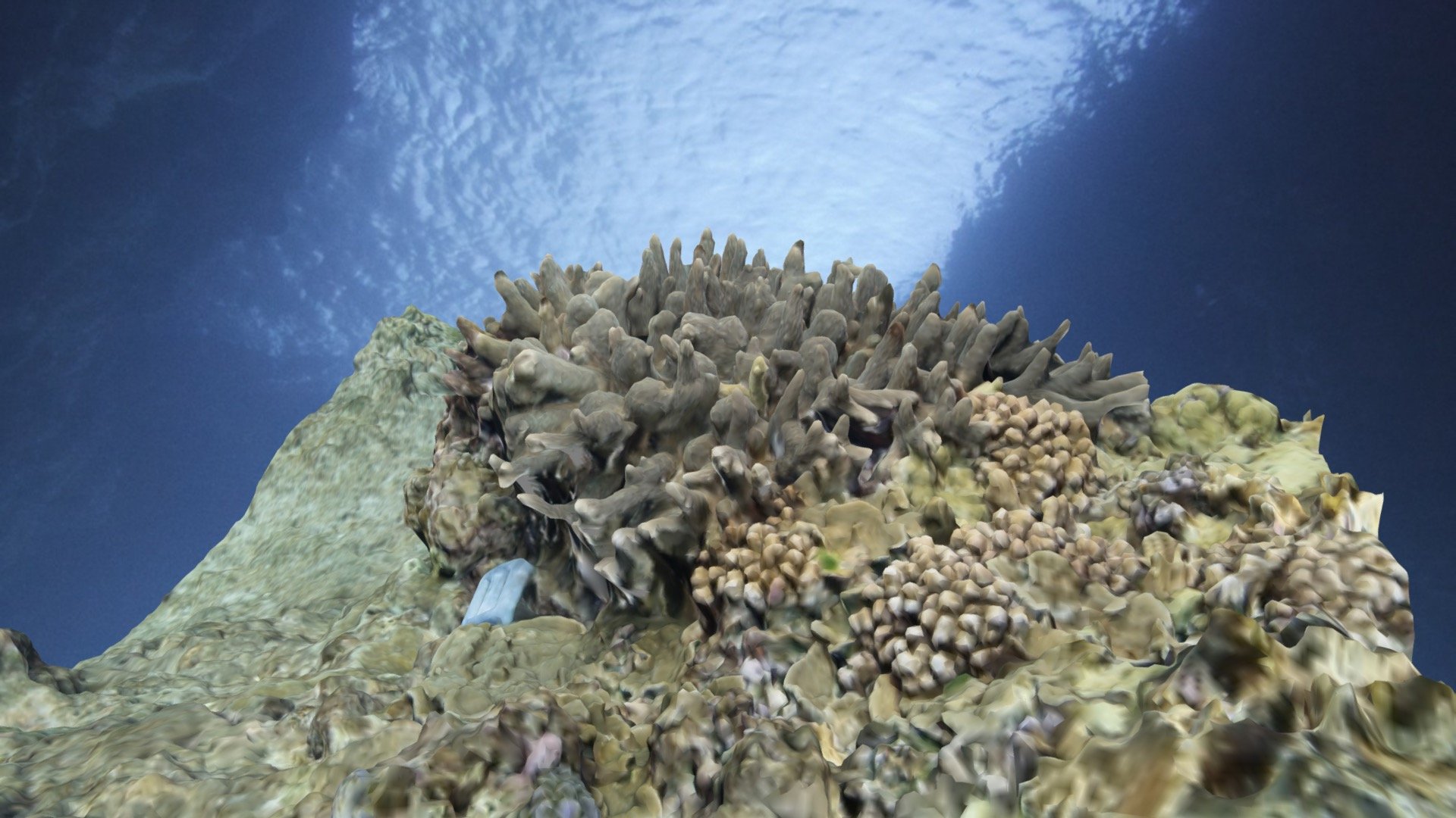 Acropora robusta, Iriomote Japan