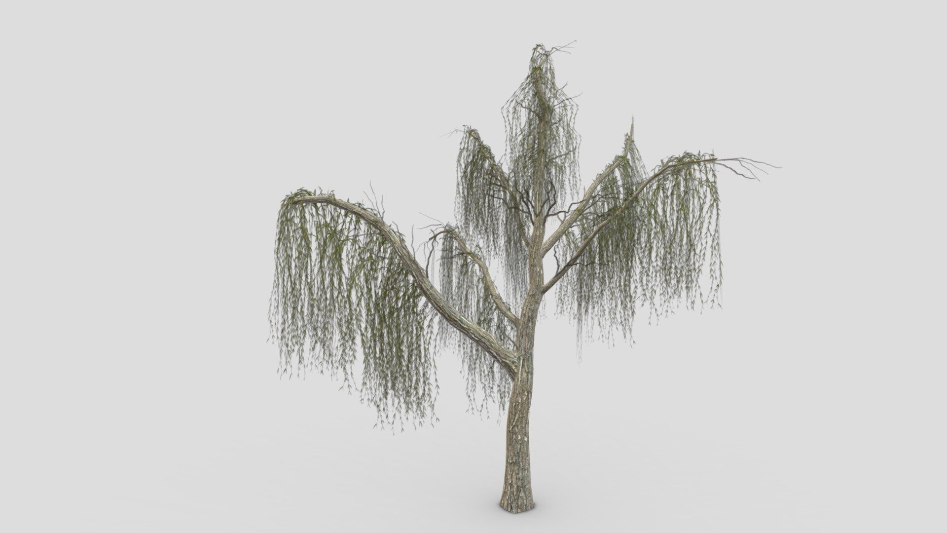 15,845 Weeping Willow Tree Images, Stock Photos, 3D objects