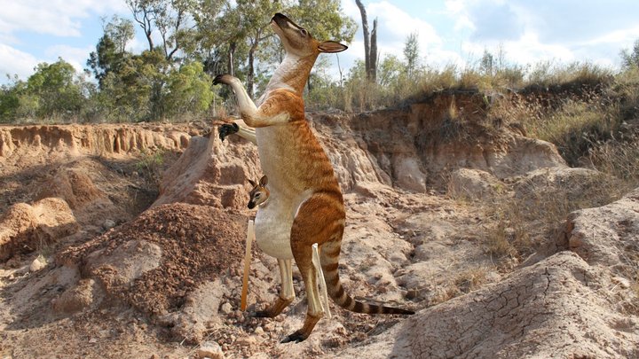 Extinct Giant Kangaroo comes alive! 3D Model