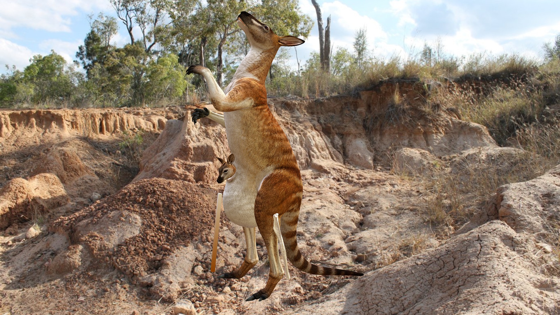 Extinct Giant Kangaroo comes alive!