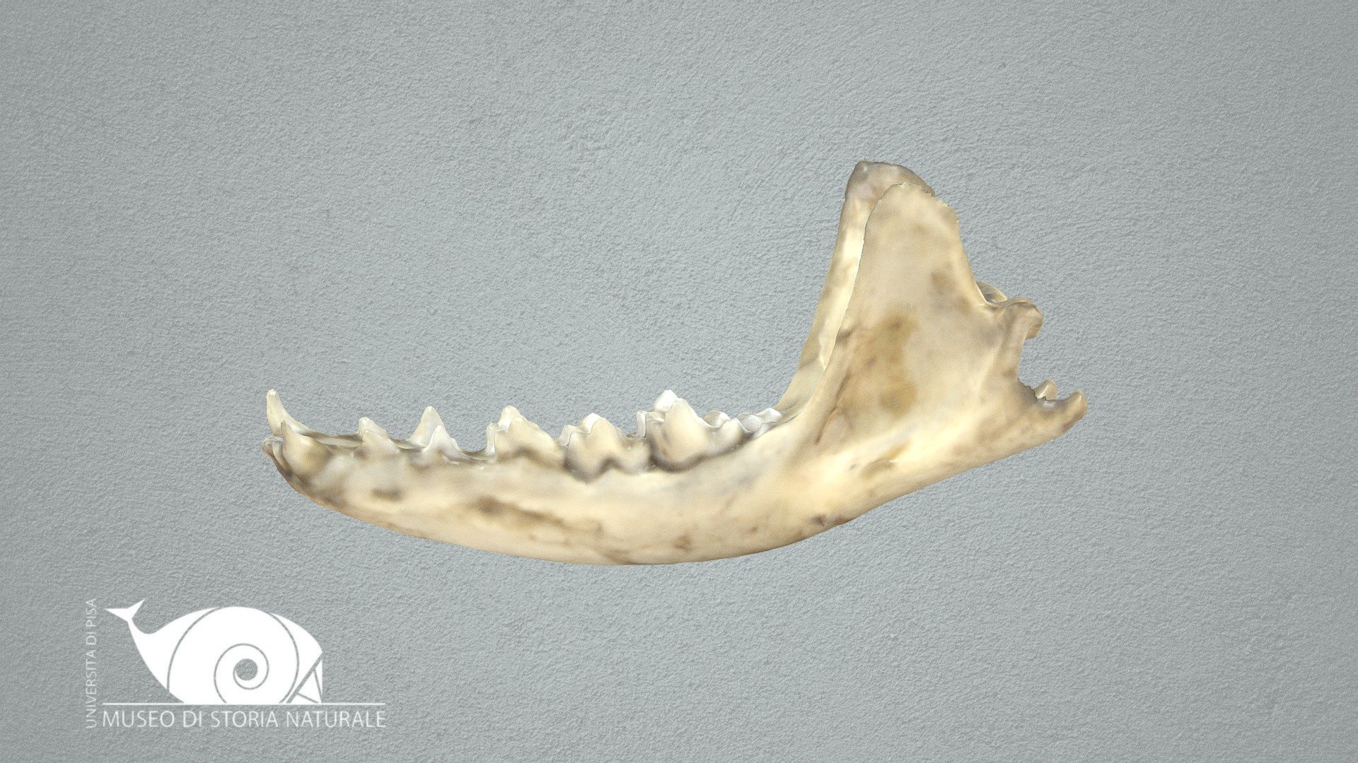 Common genet - 3D model by Natural History Museum, University of Pisa ...
