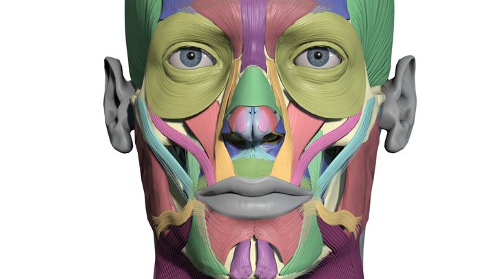 Colourcoded head muscle cha - duplicated version 3D Model