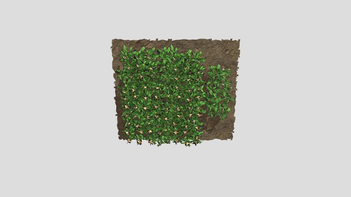 Corn-field 3D Model