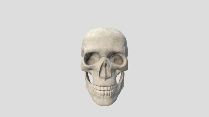 TMJ Anatomy 3D Model