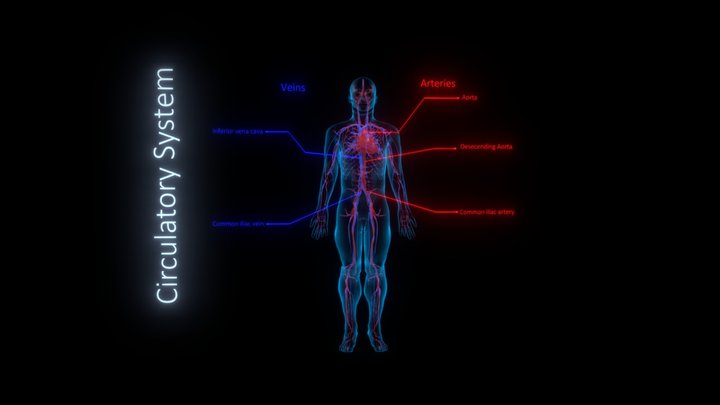Project Circulatory System - Prototype 3D Model