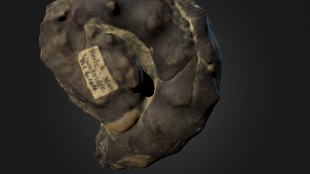 Callihoplites gymnus (CAMSM B 1607) — Sketchfab embed 3D viewer