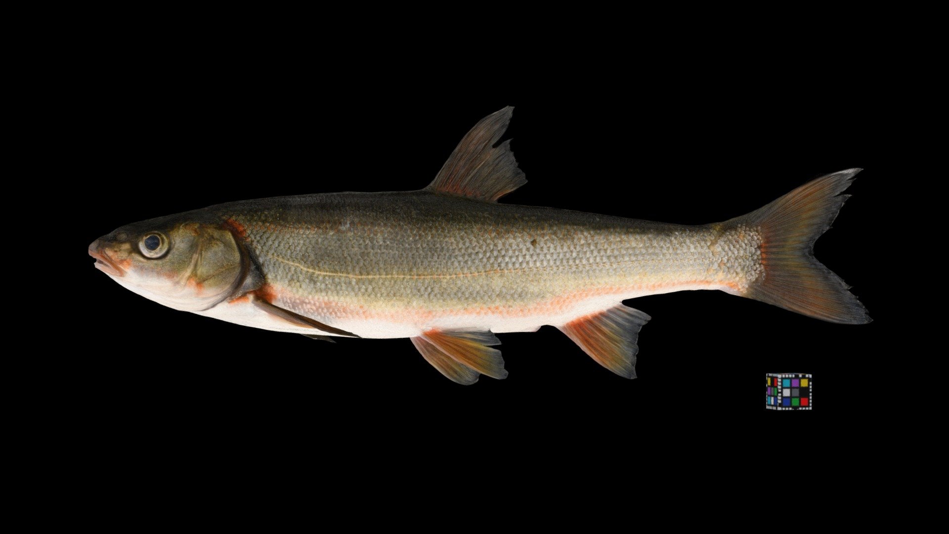 ジュウサンウグイ Redbelly Dace, Tribolodon brandtii