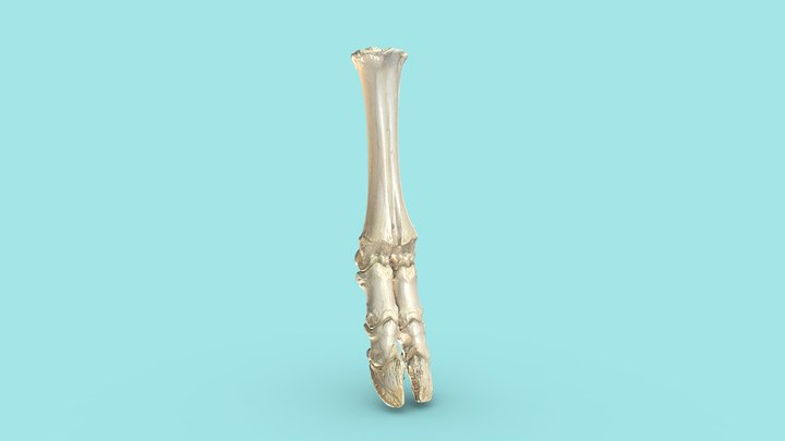 Distale Gliedmaße Rind (knöchern) 3D Model