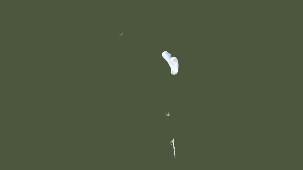 Right Humeri (neonatus)