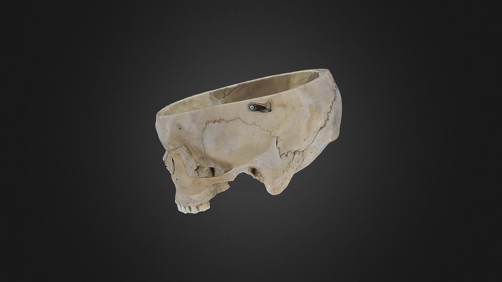 Human Cranium 3D Model