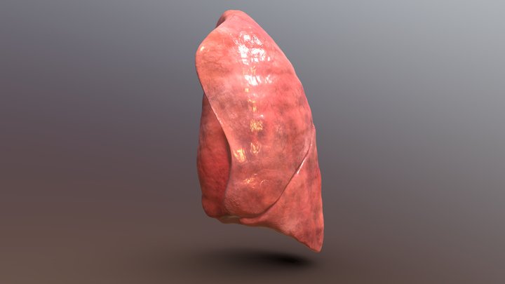 Human left lung 3D Model