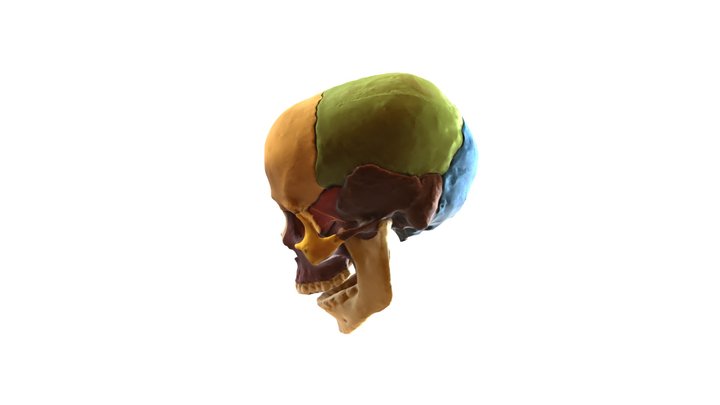 Skull C2 3D Model