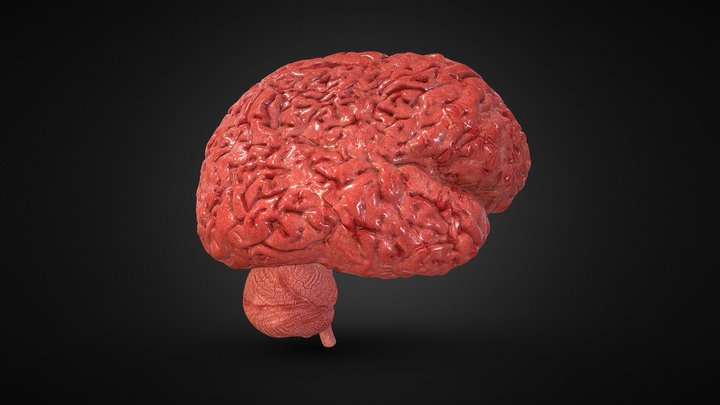Brain Realistic FREE 3D Model