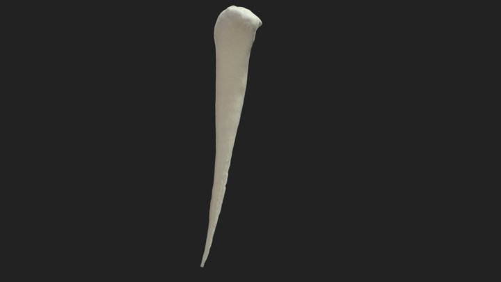 4th metatarsal bone (os metatarsale IV) donkey 3D Model