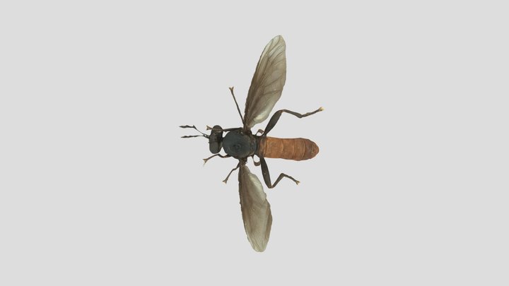 Rhagionid 3D Model