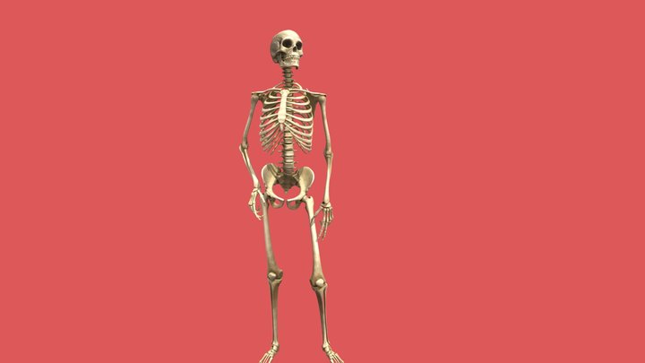 Curious skeleton 3D Model