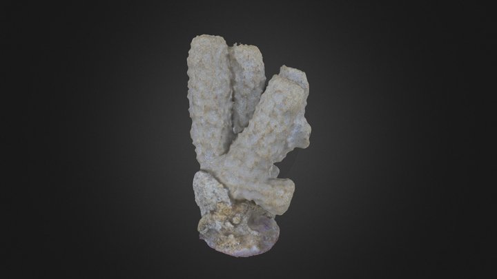 Sponge: Recent Demosponge – Modello 3D gratuito STL