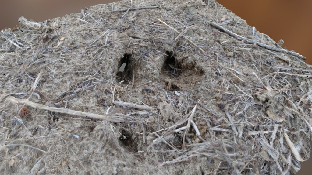 Deer Track