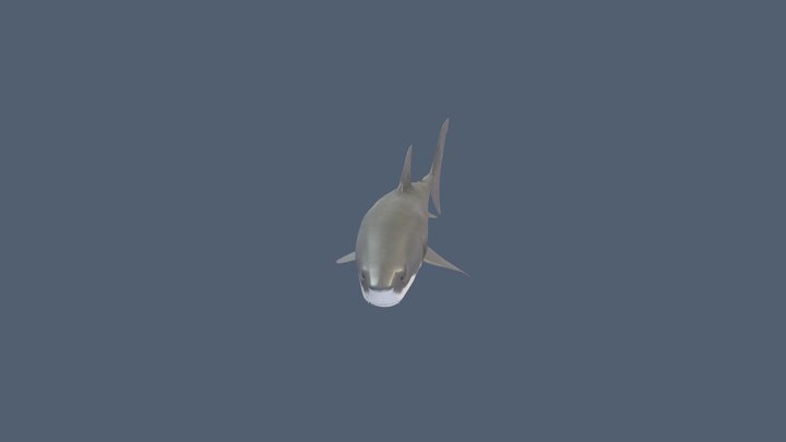 Shark 3D Model