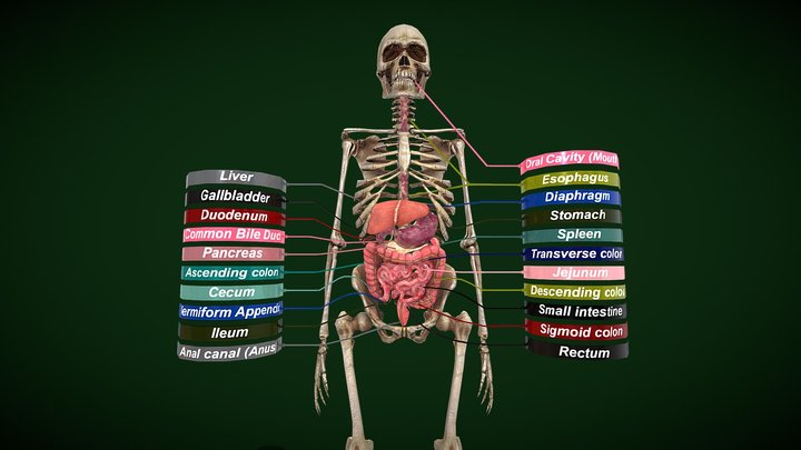 Human Digestive System With Skeleton 3D Model