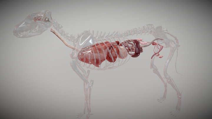 Bone structure and internal organs of a dog 3D Model