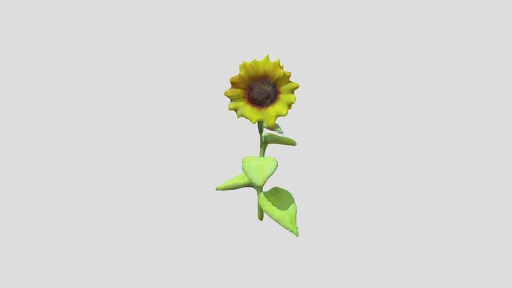 Meshy.ai_Sunflower 3D Model