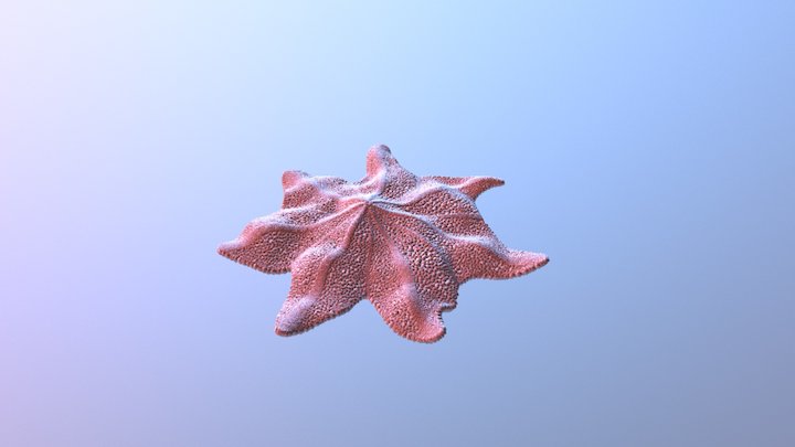 звезда2 3D Model