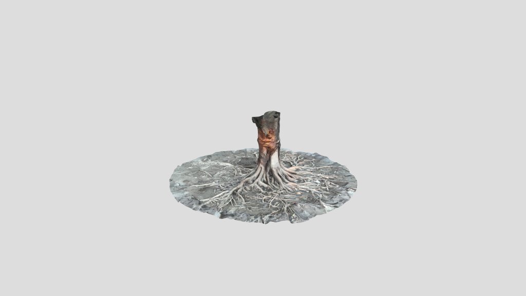 Gaint Roots Tree