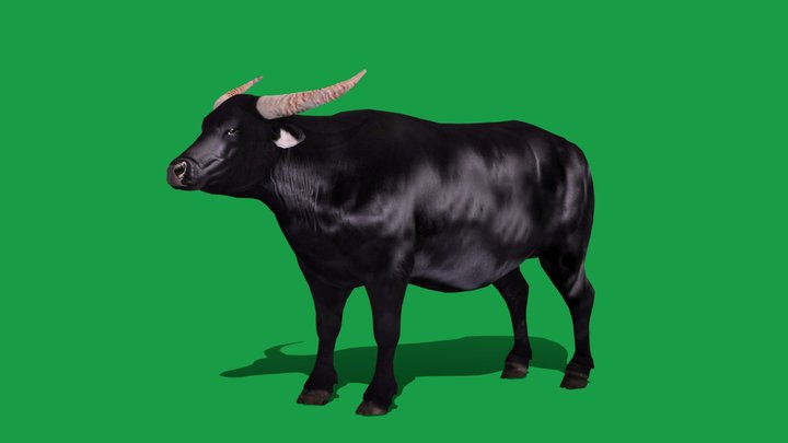 Water Buffalo Mammal (Lowpoly) 3D Model