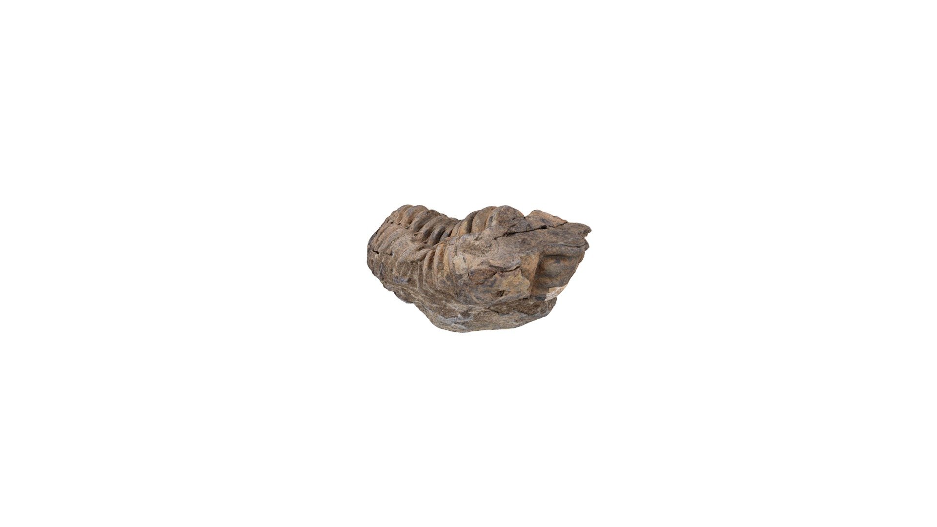 Trilobite 04-01-2020