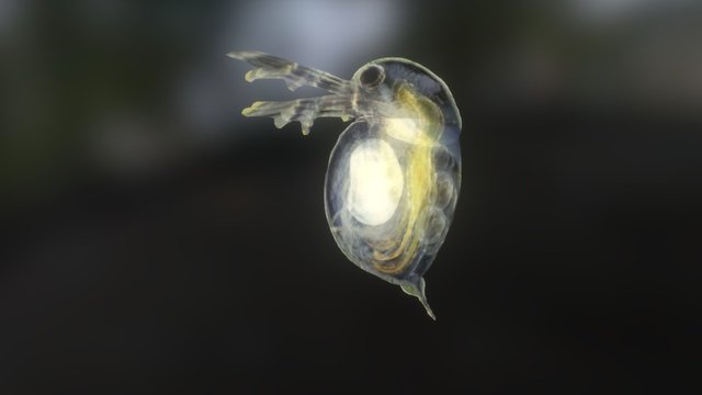 waterflea + guts 3D Model