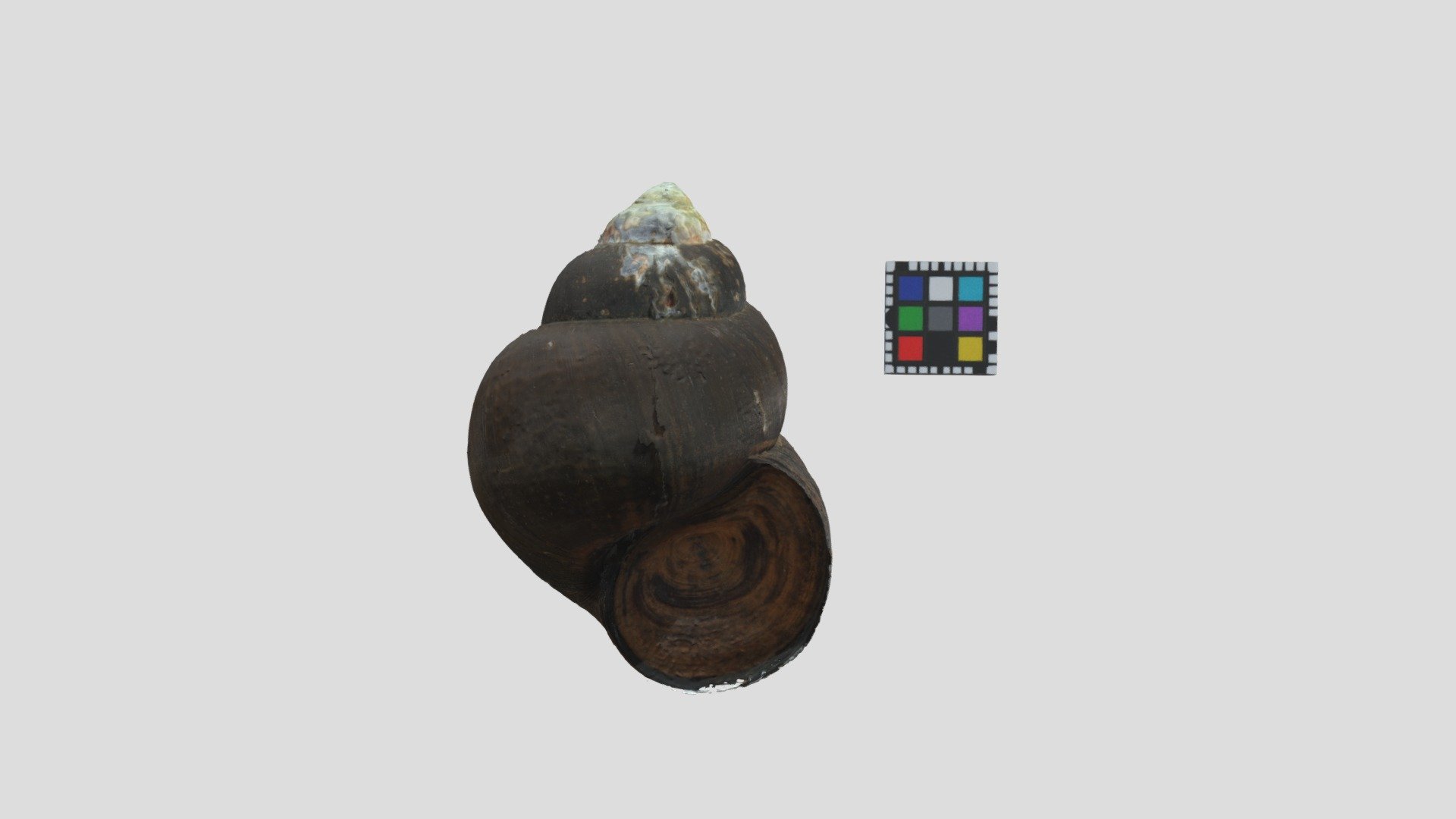 マルタニシ Bellamya chinensis laeta