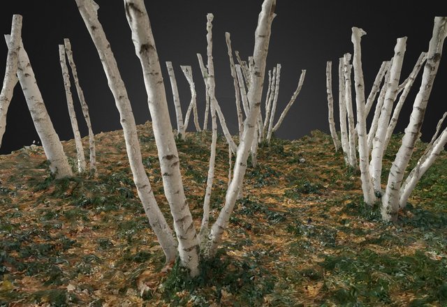 mia birch grove [truncated] 3D Model