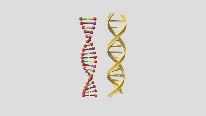 dna_colored_varieties 3D Model