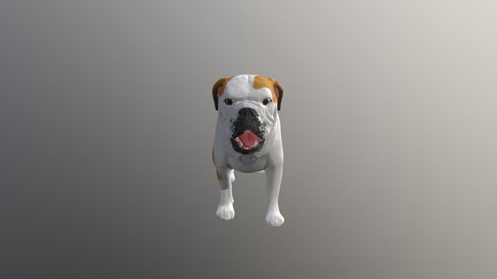 English Bulldog 3D Model