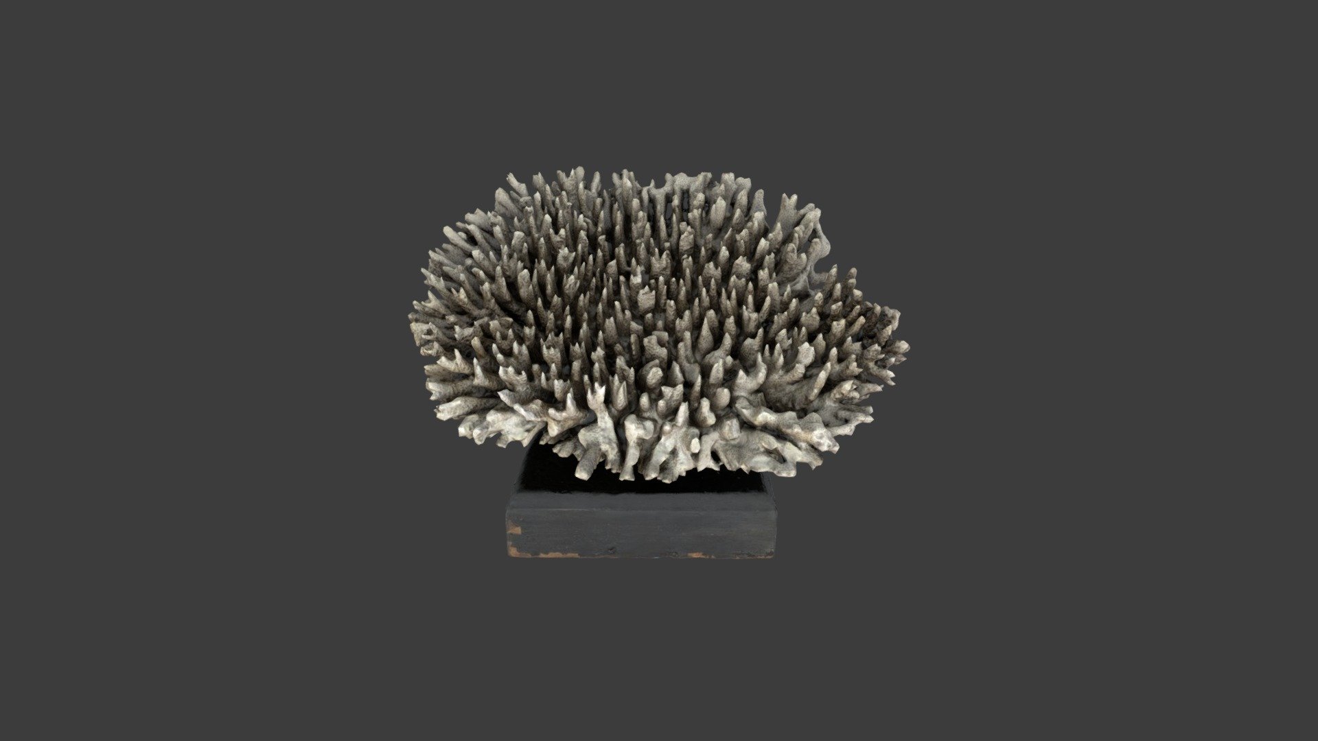 Madrepora surculosa