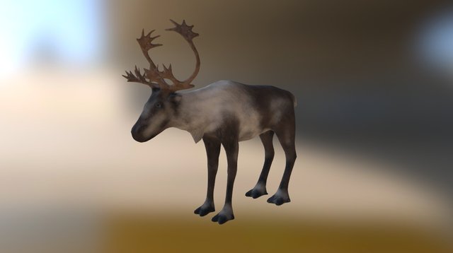 Caribou 3D Model